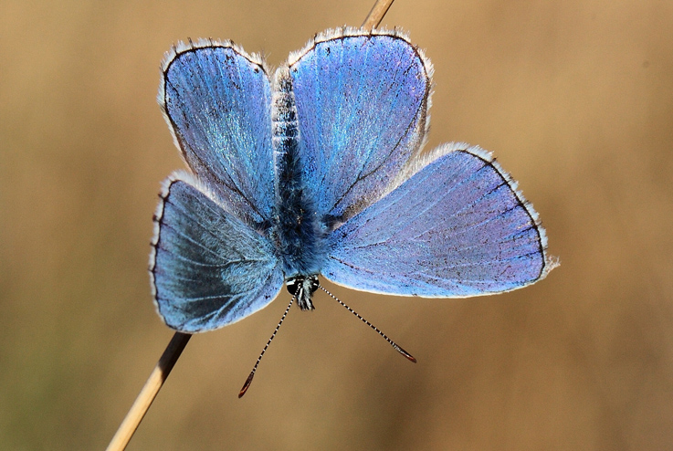 Quale Polyommatus? - Polyommatus (Lysandra) bellargus